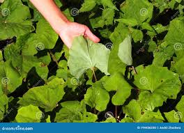 Attēlu rezultāti vaicājumam “Tussilago farfara leaf”