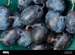 Attēlu rezultāti vaicājumam “Prunus domestica subsp. insitita”