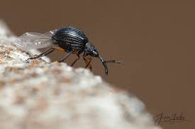 Attēlu rezultāti vaicājumam “Protapion sp.”