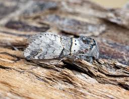 Attēlu rezultāti vaicājumam “Furcula bifida”