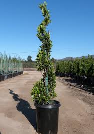 Attēlu rezultāti vaicājumam “Conardia compacta macro”