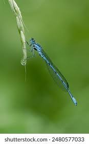 Attēlu rezultāti vaicājumam “Coenagrion puella male”