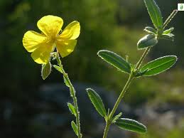 Attēlu rezultāti vaicājumam “Helianthemum nummularium flower”