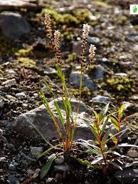 Attēlu rezultāti vaicājumam “Bistorta vivipara flower”