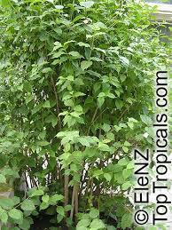 Attēlu rezultāti vaicājumam “Philadelphus coronarius leaf”