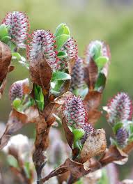Attēlu rezultāti vaicājumam “Salix myrsinifolia female flower”