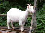 Goat Animal Wildlife