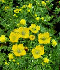 Image result for Ruta graveolens