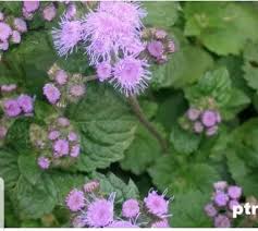 Image result for Ageratum mexicanum