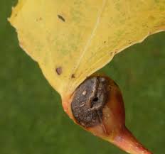 Attēlu rezultāti vaicājumam “Pemphigus borealis”