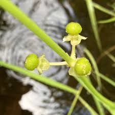 Attēlu rezultāti vaicājumam “Sagittaria sagittifolia fruit”