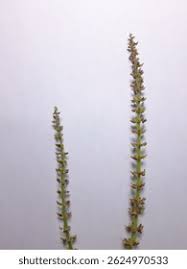 Attēlu rezultāti vaicājumam “Haloragaceae”