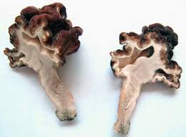 Attēlu rezultāti vaicājumam “Gyromitra esculenta”