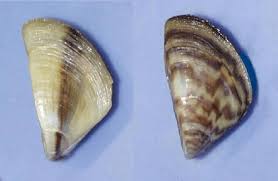 Attēlu rezultāti vaicājumam “Dreissena polymorpha”