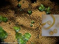 Attēlu rezultāti vaicājumam “Oligonema persimile spores”