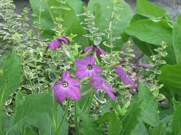 Image result for Nicotiana x sanderae `Perfume`F1