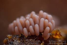 Attēlu rezultāti vaicājumam “Arcyria imperialis spores”