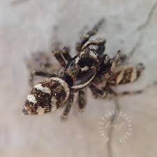 Attēlu rezultāti vaicājumam “Salticus scenicus”