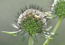 Image result for Scabiosa ochroleuca