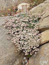 Attēlu rezultāti vaicājumam “Eriophorum latifolium flower”