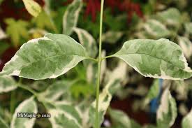 Attēlu rezultāti vaicājumam “Fraxinus pennsylvanica”