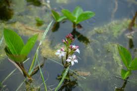 Attēlu rezultāti vaicājumam “Menyanthes trifoliata fruit”