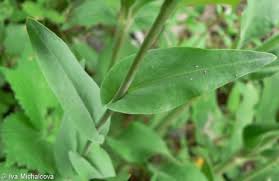 Attēlu rezultāti vaicājumam “Arabis glabra leaf”