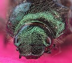 Attēlu rezultāti vaicājumam “Phyllopertha horticola”