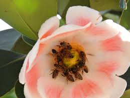 Attēlu rezultāti vaicājumam “Clusiaceae”