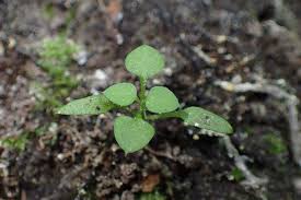 Attēlu rezultāti vaicājumam “Moehringia trinervia leaf”