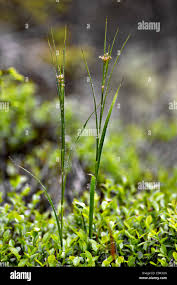 Attēlu rezultāti vaicājumam “Luzula luzuloides leaf”