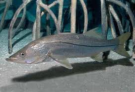 Image result for Centropomus undecimalis