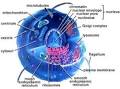 Biology 101 - Learn Online Free