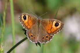 Attēlu rezultāti vaicājumam “Lasiommata maera underside”