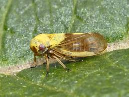 Attēlu rezultāti vaicājumam “Oncopsis sp.”