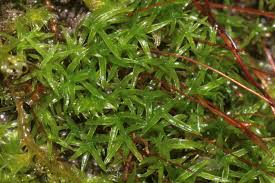 Attēlu rezultāti vaicājumam “Bryoerythrophyllum recurvirostrum”