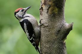 Attēlu rezultāti vaicājumam “Dendrocopos major juvenile”