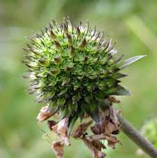 Attēlu rezultāti vaicājumam “Succisa pratensis bud”