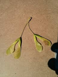 Attēlu rezultāti vaicājumam “Acer negundo fruit”