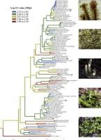 Attēlu rezultāti vaicājumam “Leiocolea heterocolpos”