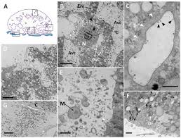 Attēlu rezultāti vaicājumam “Colloderma oculatum plasmodium”