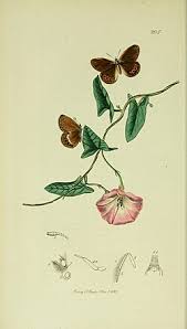 Attēlu rezultāti vaicājumam “Coenonympha hero underside”