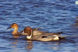 Image result for Anas acuta