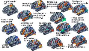 Image result for map of the brain