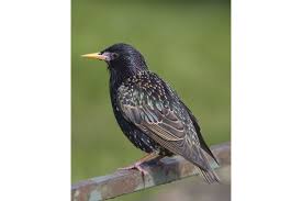 Attēlu rezultāti vaicājumam “Sturnus vulgaris male”