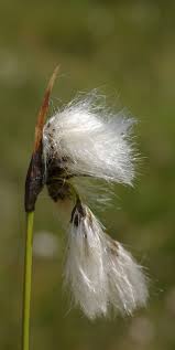 Attēlu rezultāti vaicājumam “Eriophorum latifolium flower”