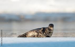 Image result for Pusa hispida