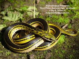 Attēlu rezultāti vaicājumam “Melanotus sp.”