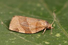 Attēlu rezultāti vaicājumam “Pandemis cinnamomeana”