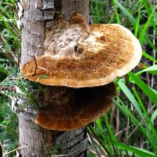 Attēlu rezultāti vaicājumam “Inonotus rheades”